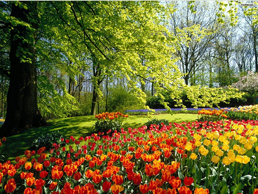 Beautiful garden with colorful tulips